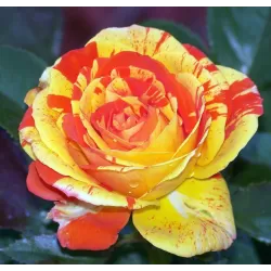 Rožė - Rosa ORANGES AND LEMONS