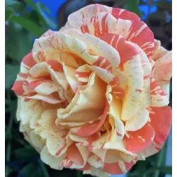 Rožė - Rosa ORANGES AND LEMONS