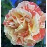 Rosa Rosa ORANGES AND LEMONS