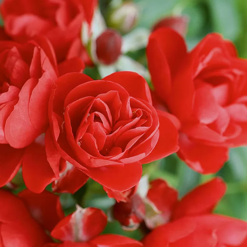 Rosa FLOWER CARPET SORENTO