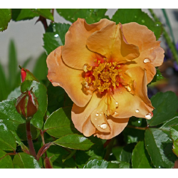 Rožė - Rosa PERSIAN SUN®