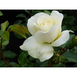 Rožė (stiebinė) - Rosa WHITE MEILOVE stem