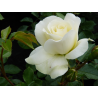 Rosa WHITE MEILOVE stem