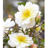 Rožė - Rosa IVORY DRIFT ®