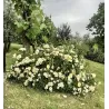 Rožė - Rosa IVORY DRIFT ®