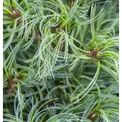 Garden plants/Trees/Flowers/ web-shop