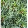 Veimutinė pušis - Pinus strobus TINY CURLS