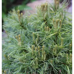 Garden plants/Trees/Flowers/ web-shop