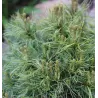 Veimutinė pušis - Pinus strobus TINY CURLS