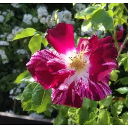 Rožė - Rosa PURPLE SPLASH ®