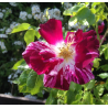 Rožė - Rosa PURPLE SPLASH ®