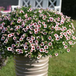 Rožė - Rosa PURPLE SPLASH ®