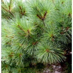 Veimutinė pušis - Pinus strobus