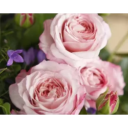 Rožių krūmai internetu su pristatymu į namus