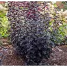 Physocarpus opulifolius PANTHER