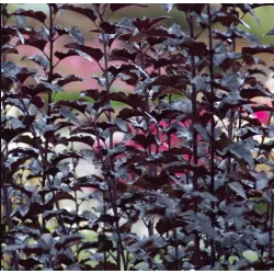 Physocarpus opulifolius PANTHER