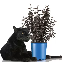 Putinalapis pūslenis - Physocarpus opulifolius PANTHER