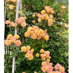 Rožių krūmai internetu su pristatymu į namus