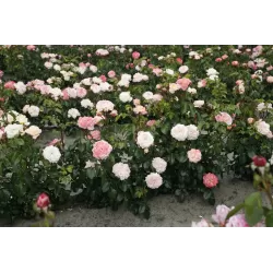 Rožė - Rosa CONCORDE