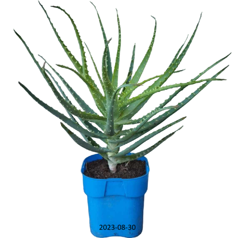 Medėjantysis alavijas (alijošius) - Aloe arborescens