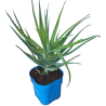 Medėjantysis alavijas (alijošius) - Aloe arborescens