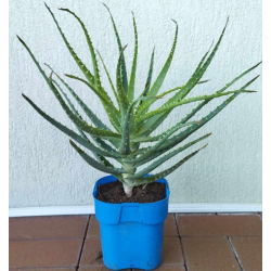 Medėjantysis alavijas - Aloe arborescens 15Ø 4metai gyva foto 2022-07-24