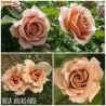 Rožė - Rosa JULIAS ROSE