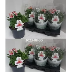 Alstroemeria INCA