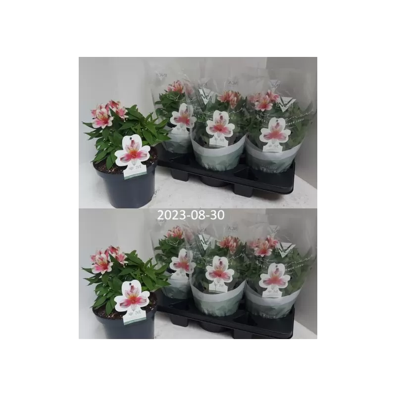 Alstroemeria INCA