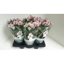 Alstromerija - Alstroemeria INCA