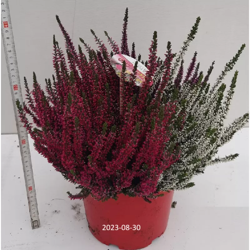 Paprastasis viržis - Calluna vulgaris  Mėgsta gerai nudrenuotą rūgščią dirvą, saulėtą vietą.