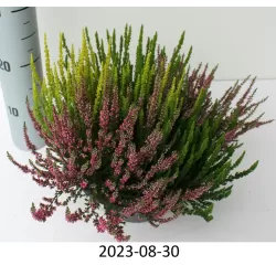 Paprastasis viržis - Calluna vulgaris Mėgsta gerai nudrenuotą rūgščią dirvą, saulėtą vietą.