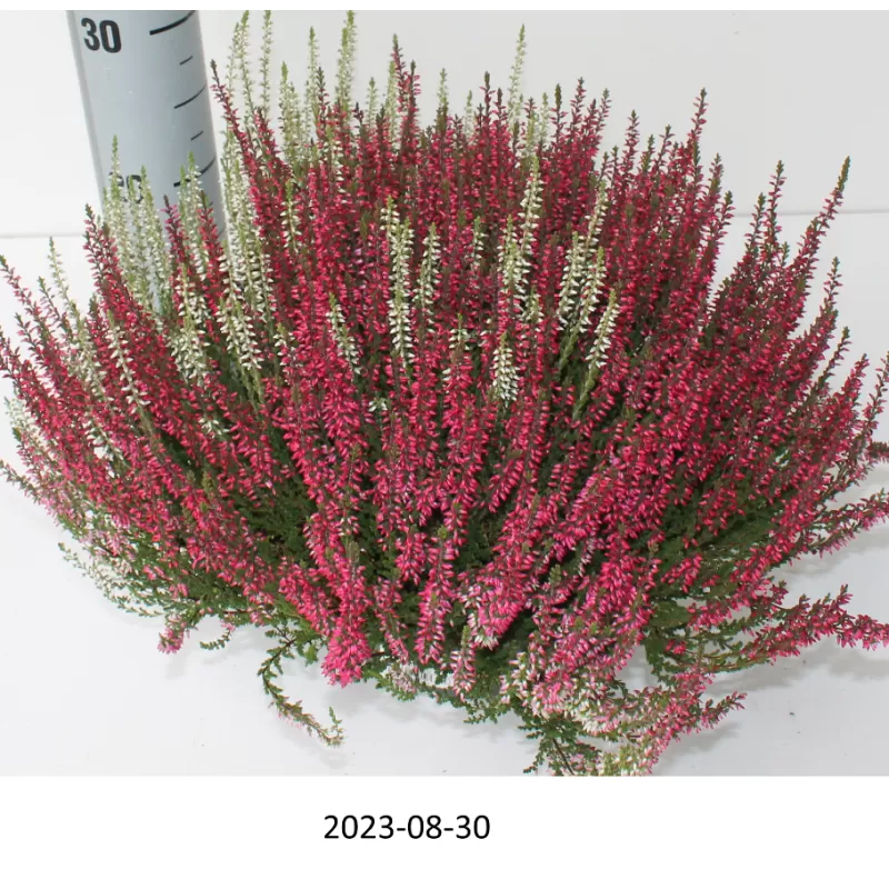 Paprastasis viržis - Calluna vulgaris Mėgsta gerai nudrenuotą rūgščią dirvą, saulėtą vietą.