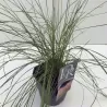 Muhlenbergia Capillaris