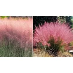 Rožinė miglonė - Muhlenbergia capillaris