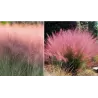 Muhlenbergia Capillaris