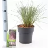Muhlenbergia Capillaris
