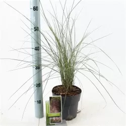 Muhlenbergia Capillaris