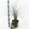 Muhlenbergia Capillaris