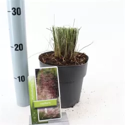 Rožinė miglonė - Muhlenbergia capillaris