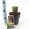 Muhlenbergia Capillaris