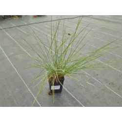 Muhlenbergia Capillaris