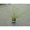 Muhlenbergia Capillaris