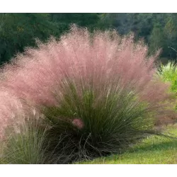 Muhlenbergia Capillaris
