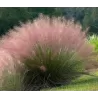 Muhlenbergia Capillaris