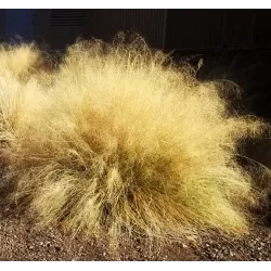 Muhlenbergia Capillaris