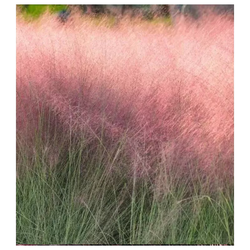 Muhlenbergia Capillaris