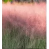 Muhlenbergia Capillaris