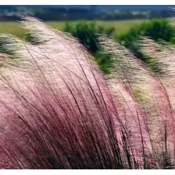 Rožinė miglonė - Muhlenbergia capillaris