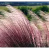 Muhlenbergia Capillaris